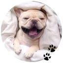 🐶