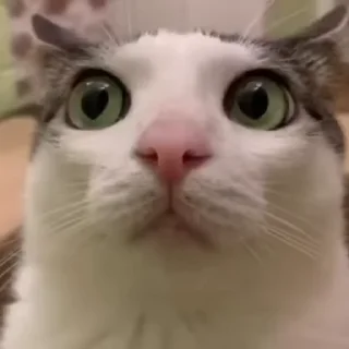 🤓