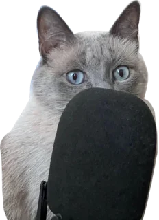 🎙️