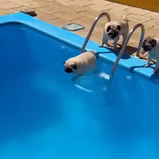🐩