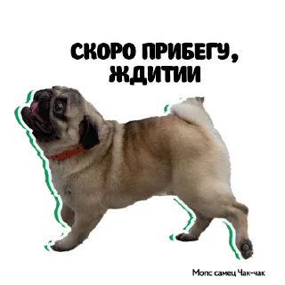 🏃‍♀️
