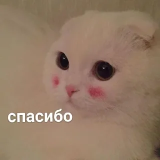 🙏