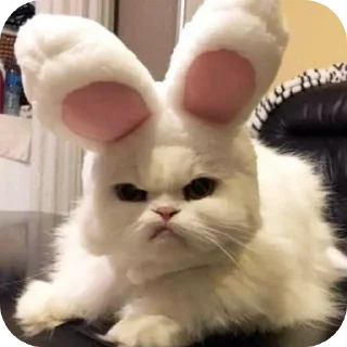 🐱