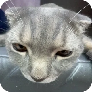 🐱