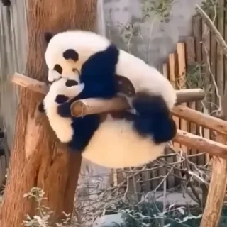 ✊