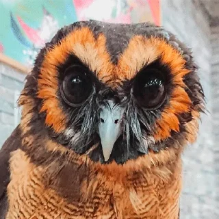 😠