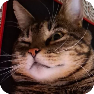🐱