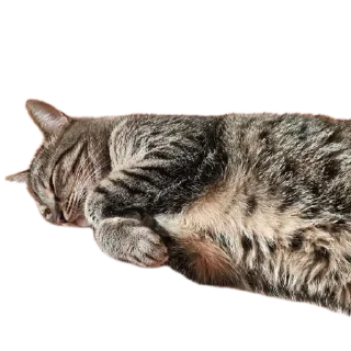 🐱