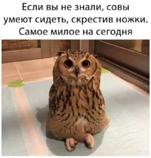 🦉