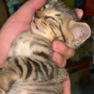 😪