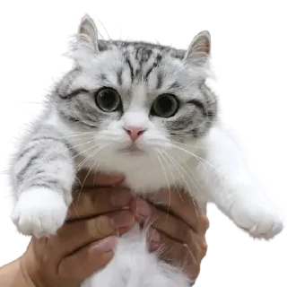 😺