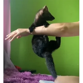 🤲