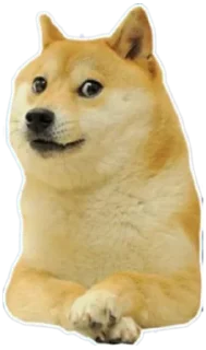 🐶