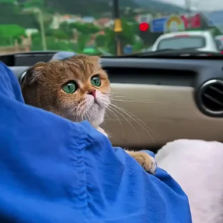 🐈‍⬛️