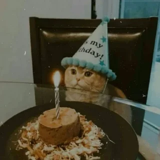 🐈