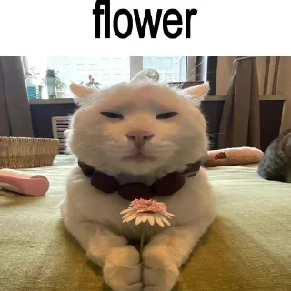 🐈