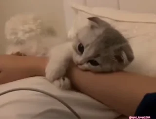 😼