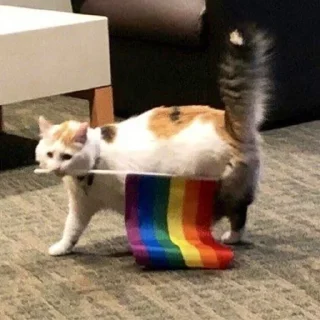 😻