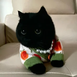 😺