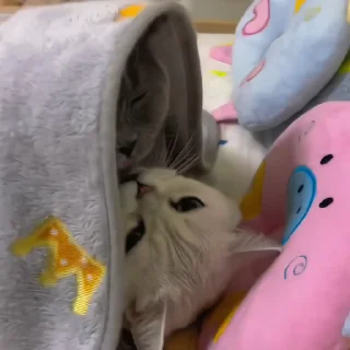 🐈‍⬛️