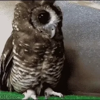 🦉