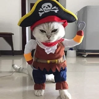 🐈