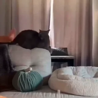 🐈