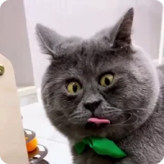 FunnyCats :: @fStikBot