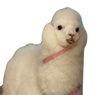 🦙