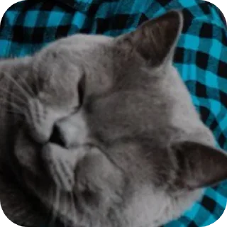 🐈