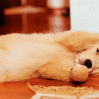 💤