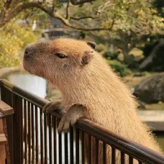 🐗