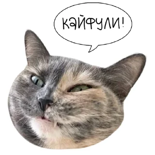 😸