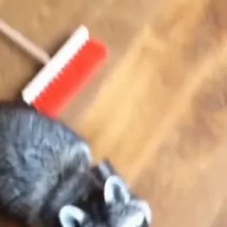 🦝