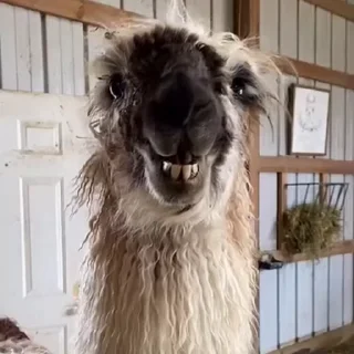 😁