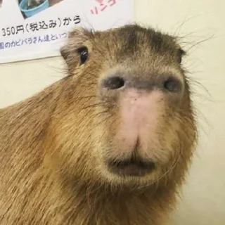 🦦