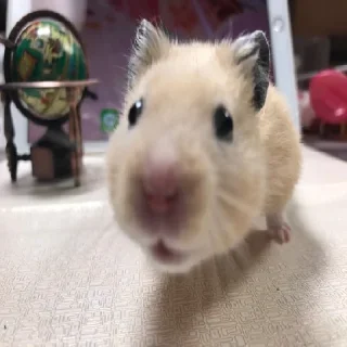 🐹