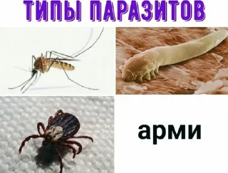 🐛