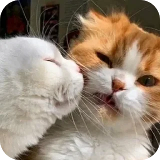 🐱