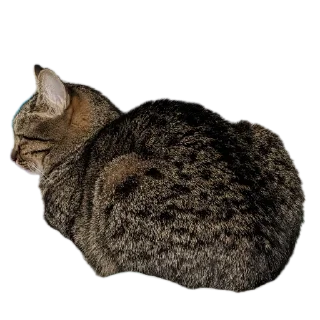🐱