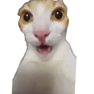 🐱