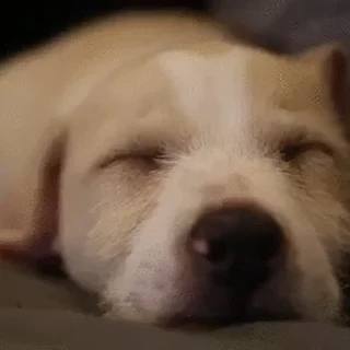 🐕