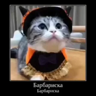 🐱