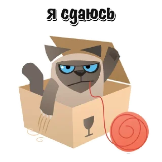 🐱