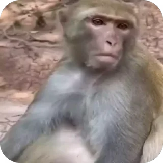 🤩