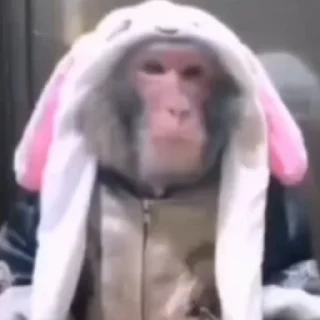 🙈