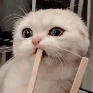 🐾