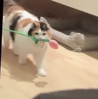 Котайзеры ➞ @emoji_3