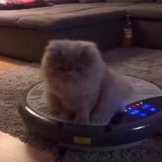 😺