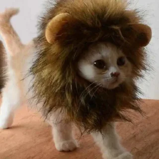 🦁